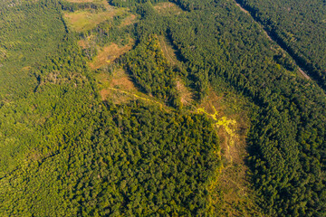 Top view of the Ukrainian forests in the Rivne region, flying over the tunnel of love.