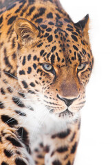 Fototapeta na wymiar Leopard on a light background is a close-up of the muzzle and part of body, a confident look
