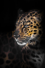 Leopard half-turned from the darkness head and body dark background, night