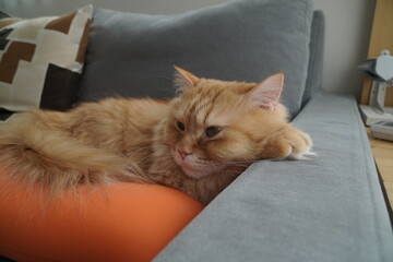 Naklejka premium ソファでくつろぐ猫（マンチカン）