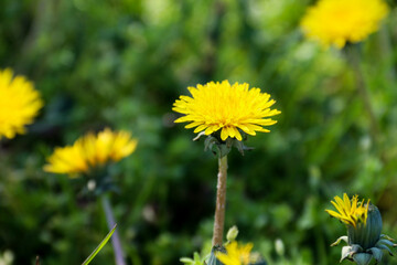 Dandelions in the grass. Yellow dandelion flower. Green grass. Close-up. Spring Green. Spring mood