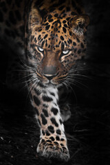 Naklejka na ściany i meble Leopard with luminous eyes protrudes from the darkness and walks forward, photo with night