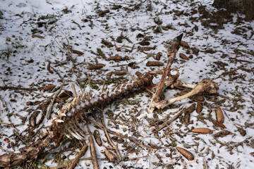 the skeleton and bones from a young red deer lying after the winter on the forest floor