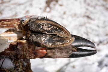 the hooves and bones from a young red deer lying after the winter on the forest floor