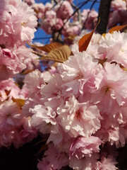 pink cherry blossom