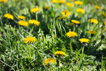 Fototapeta premium Dandelions in the grass. Yellow dandelion flower. Green grass. Close-up. Spring Green. Spring mood