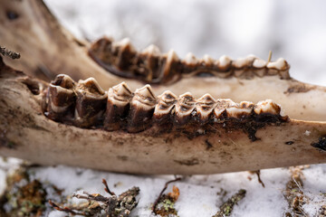 the lower jaw  and bones from a yearling red deer lying after the winter on the forest floor