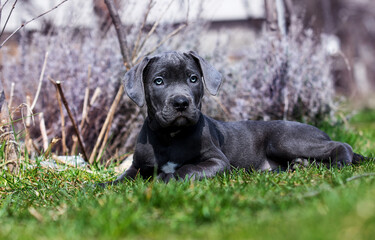 gray puppy cane corso lies in the yard