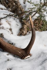 the shed antler of a red deer stag on the forest floor in spring on the mountains