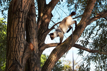 Mekong bobtail cat with bright blue eyes climbing on the tree