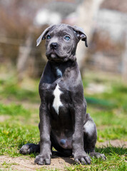 gray puppy cane corso sitting in the yard