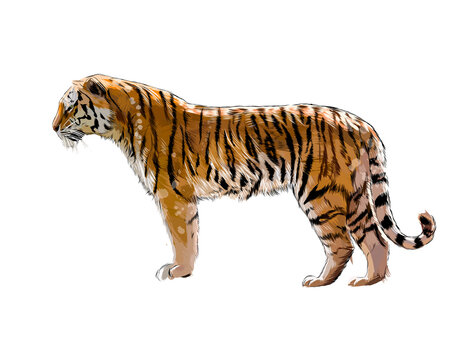 Tiger from a splash of watercolor, colored drawing, realistic. Vector illustration of paints