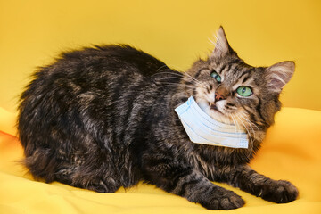 Cute grey Siberian cat with mask for protect corona virus