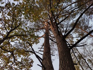 trees and sky