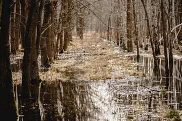 las w wodzie mokre łąki  - obrazy, fototapety, plakaty