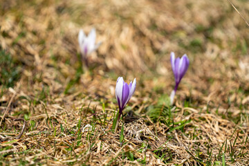 beautiful crocus flower in the garden in spring