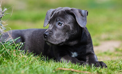 puppy cane corso lies in the green grass