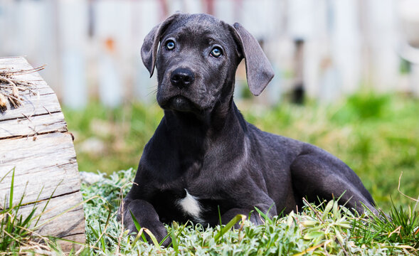 Cane Corso Puppy Images – Browse 120 Stock Photos, Vectors, and Video