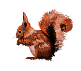 Eurasian red squirrel from a splash of watercolor, colored drawing, realistic. Vector illustration of paints © kapona