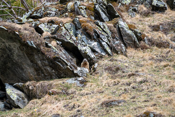 Naklejka na ściany i meble a marmot to his cave in the mountains 