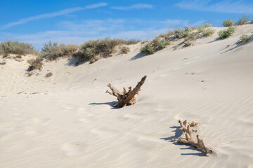 une souche de bois mort amenée par la mer sur le sable d'une plage sauvage de Camargue