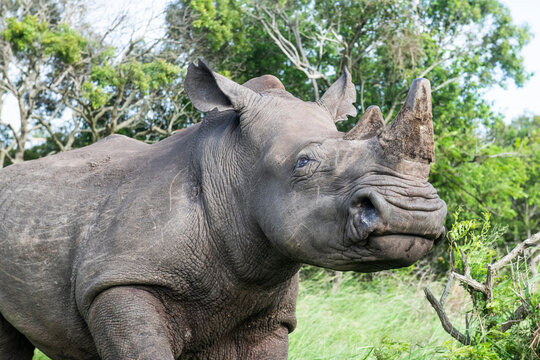 White rhino capture and dehorning