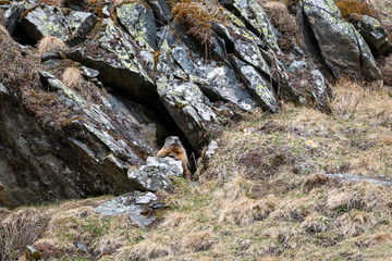 a marmot to his cave in the mountains 