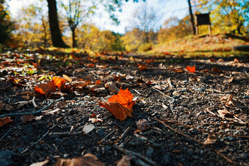 Autumn leaves on the ground. 