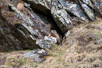 a marmot to his cave in the mountains 