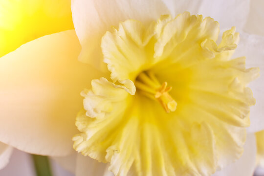White and Yellow Narcissus trumpet, daffodil macro