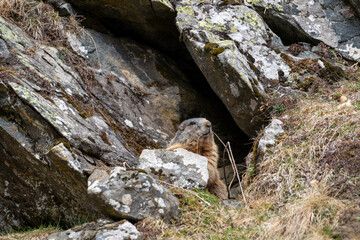 Fototapeta na wymiar a marmot to his cave in the mountains 