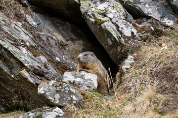 a marmot to his cave in the mountains 