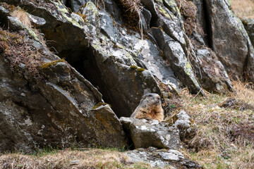 Fototapeta na wymiar a marmot to his cave in the mountains 