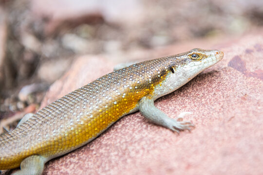Rainbow Skink