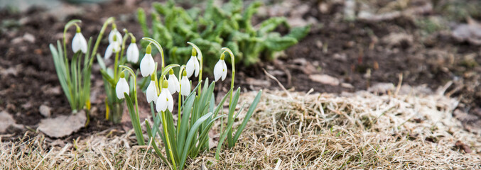 Delicate blooming white snowdrops, The concept of the onset of spring. Copy space