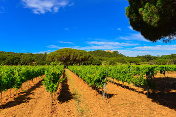 des champs de vigne pour le raisin et le vin de l'Ile de Porquerolles en mediterranée au large de Hyeres en France
