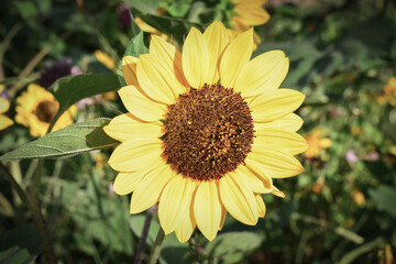 Hermoso girasol de pétalos amarillos mirando al sol