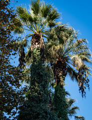 Washingtonia filifera palms, commonly known as California Fan Palm in Sochi Cooperative Park. Close-up. Luxurious leaves with streams against blue sky. entangled in common ivy.