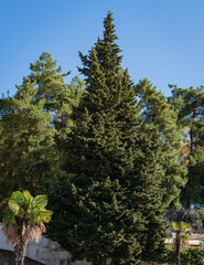 Mediterranean cypress tree with round brown cones against background of evergreens and blue autumn sky. Cupressus sempervirens, Italian cypress or pencil pine in landscape park resort town of Sochi.