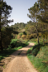 Fototapeta na wymiar dirt road in the mountains. road between the trees. motivation for travel