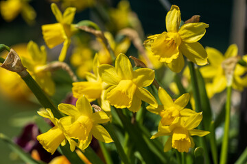 beautiful bouquet of yellow daffodils in the sunshine