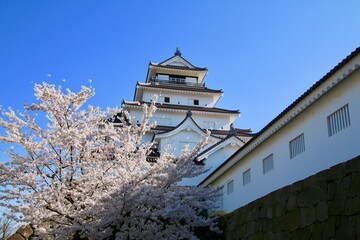 春の鶴ヶ城（福島県・会津若松市）