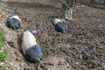 the pig, also known as the Angler Sattelschwein enjoys the mud