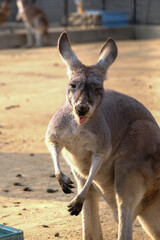 舌を出してアカンベーみたいなカンガルー