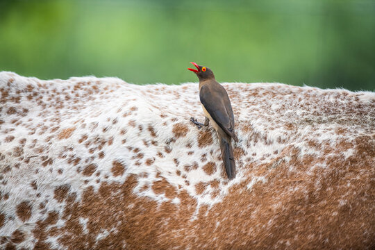 Red-billed Oxpecker feeding on parasites on an Nguni cow