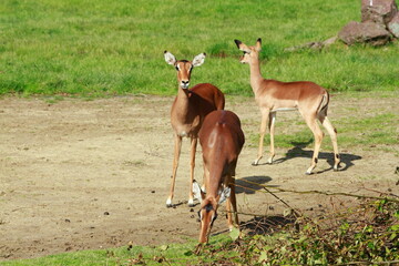 Antelopes in the outdoor enclosure at the zoo