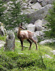 Chamois