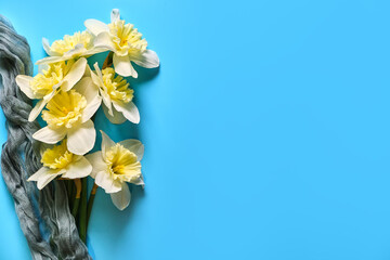 Set of beautiful white and yellow daffodils lie on blue background. Flat