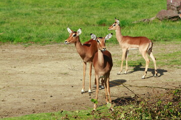 Antelopes in the outdoor enclosure at the zoo