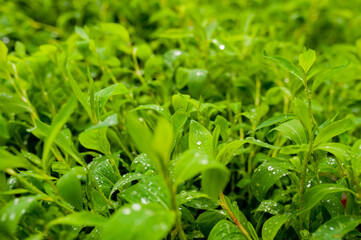 The closeup nature view of green leaf and drops.